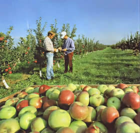 The contemporary method of growing apples is heavily dependent on chemical insecticides. The author wanted to find another way.